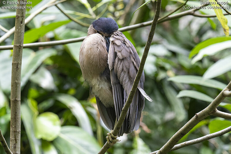 Boat-billed Heronadult