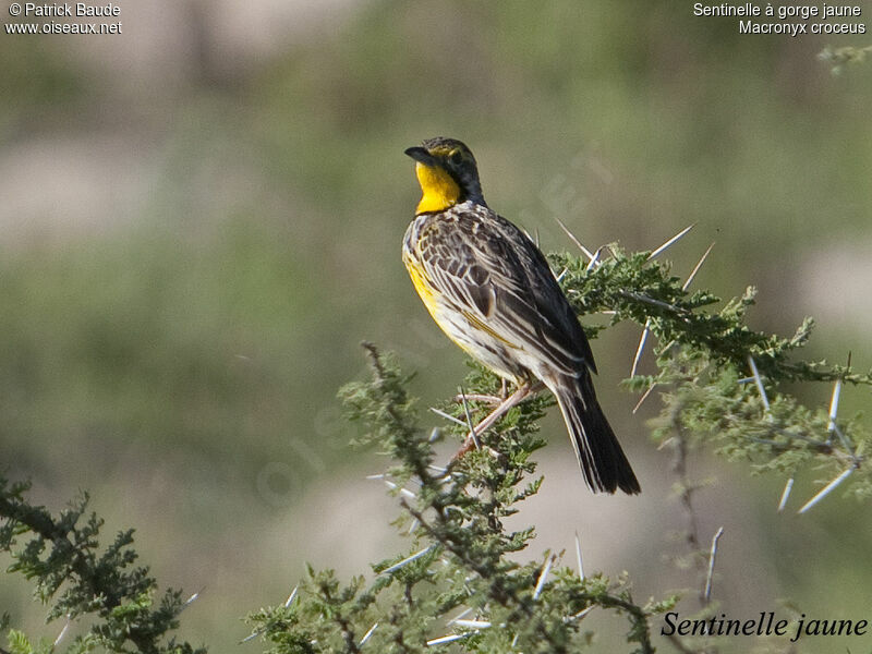 Yellow-throated Longclawadult