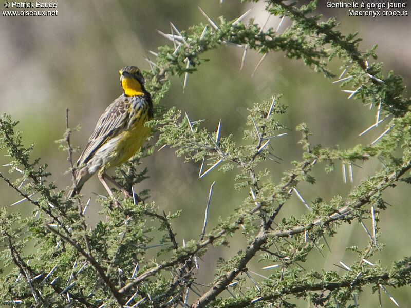 Yellow-throated Longclawadult