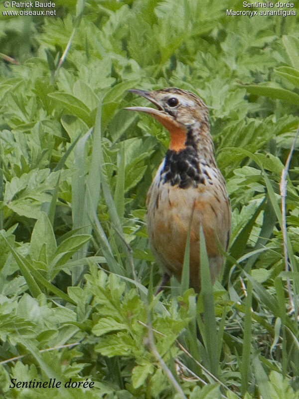 Sentinelle dorée mâle, identification