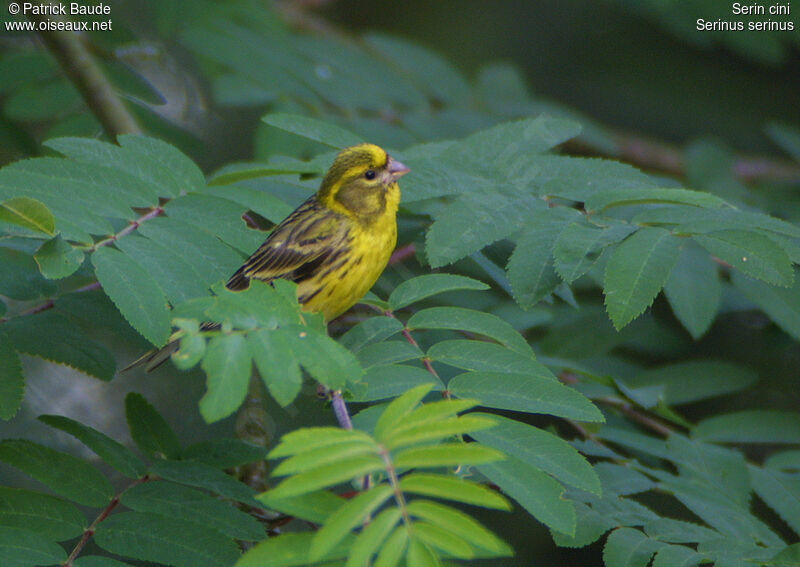 Serin cini mâle, identification