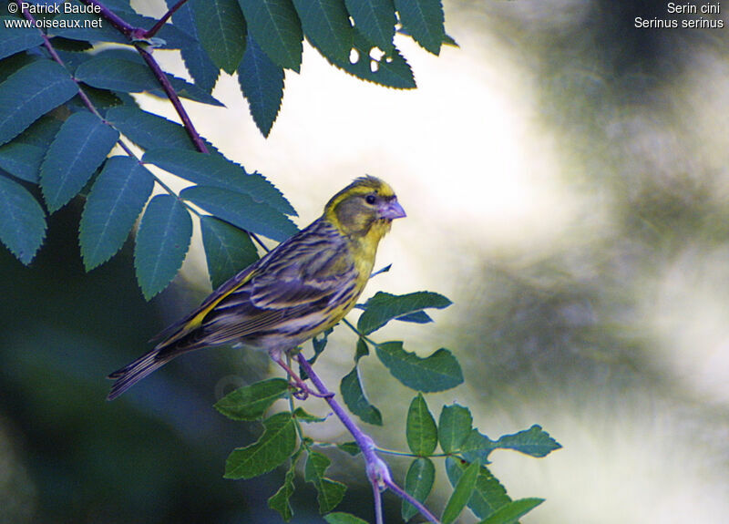 Serin cini mâle, identification