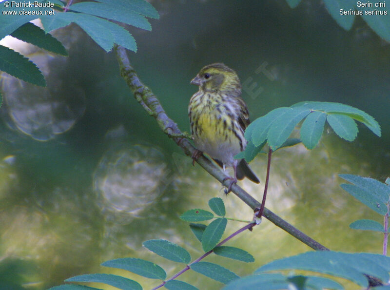 Serin cini femelle, identification