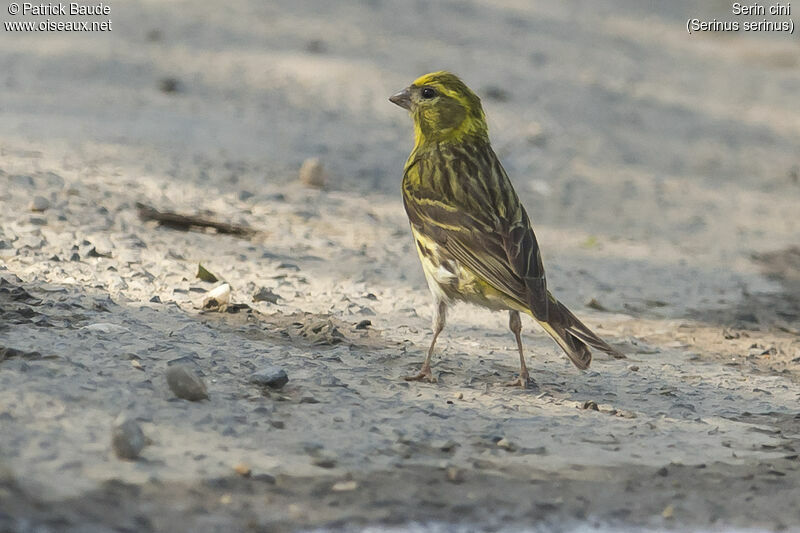 European Serin male adult, identification