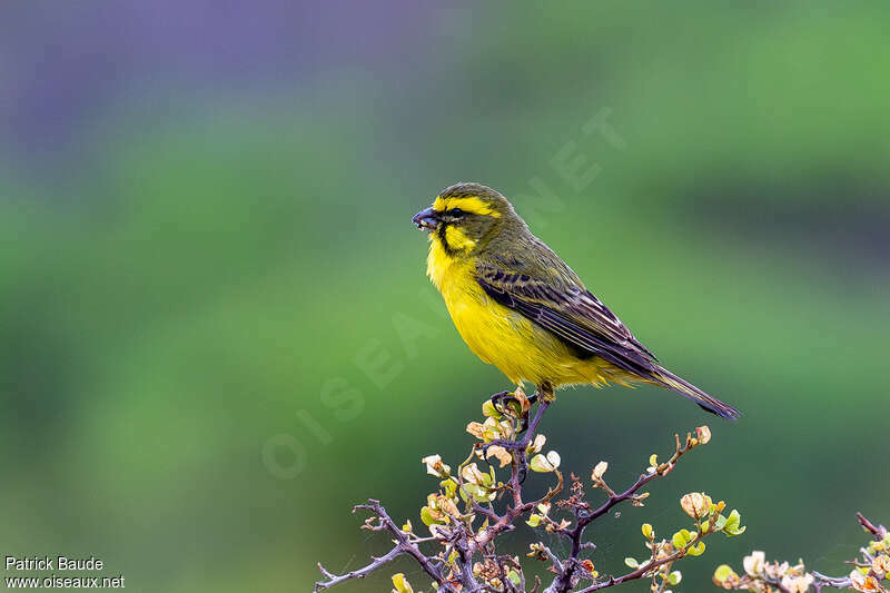 Yellow Canary male adult, identification