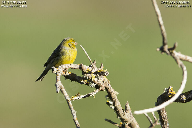 Atlantic Canary, identification