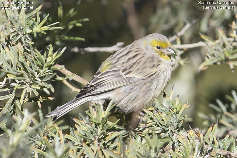 Serin des Canaries, identification