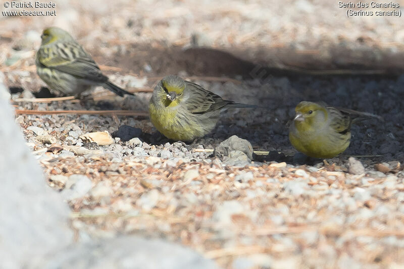 Atlantic Canary, identification