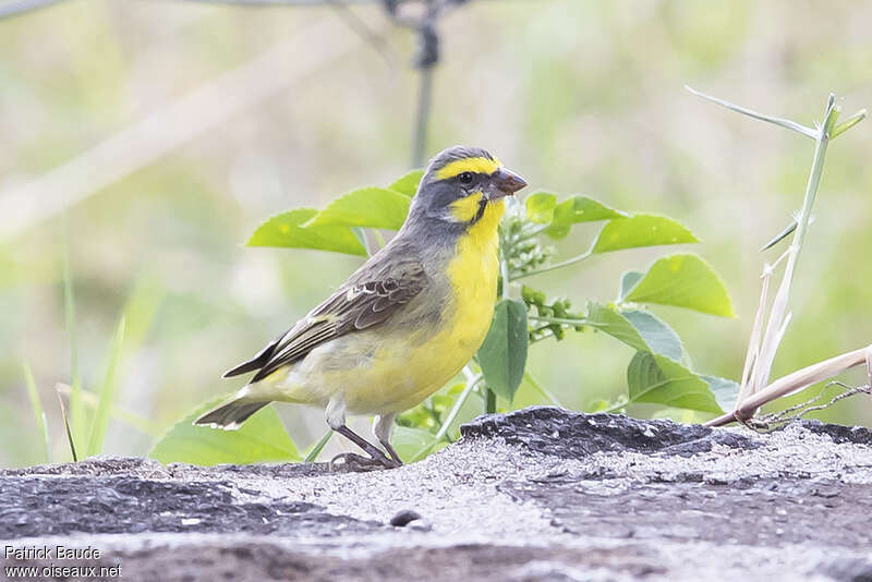 Serin du Mozambique mâle adulte, identification