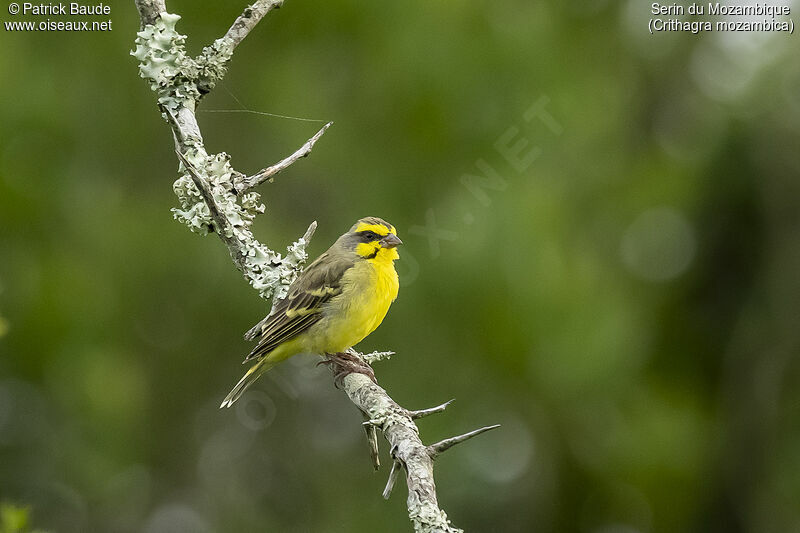 Yellow-fronted Canaryadult