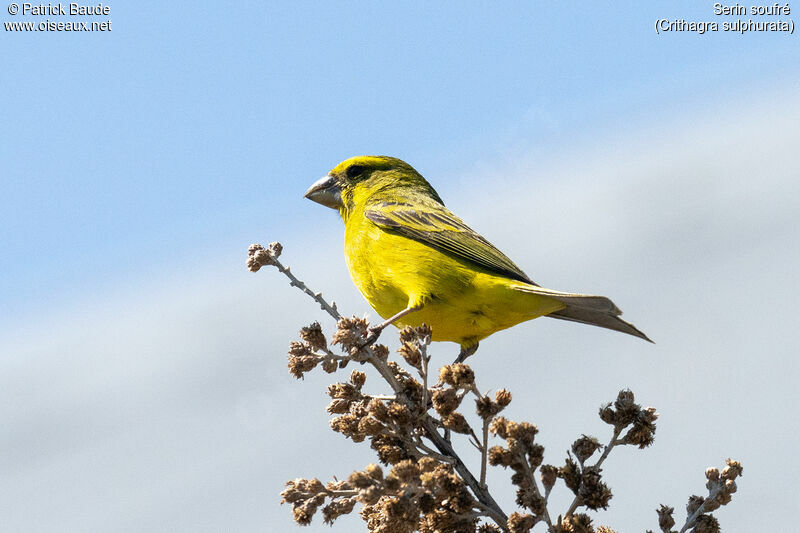 Serin soufréadulte