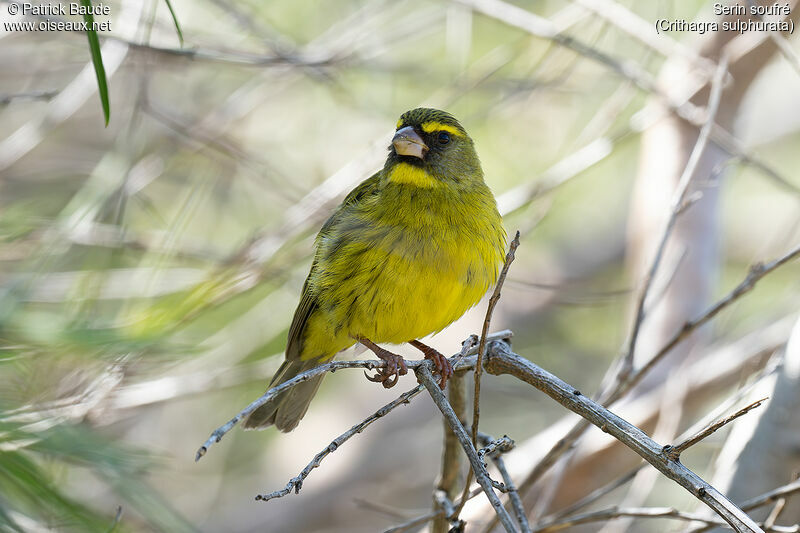 Serin soufréadulte