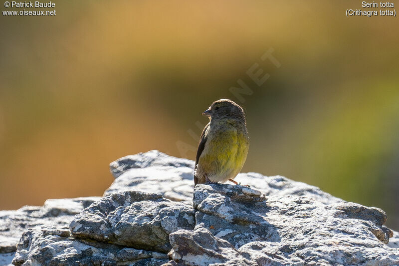 Serin totta femelle adulte