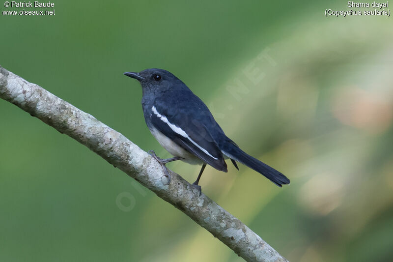 Shama dayaladulte, identification