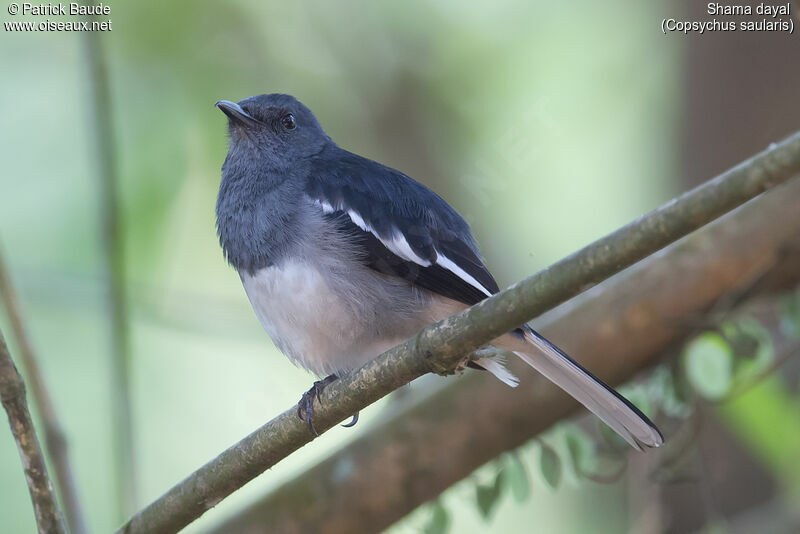 Shama dayaladulte, identification