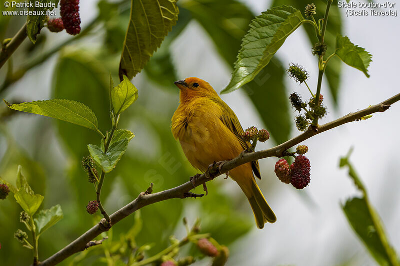 Saffron Finch