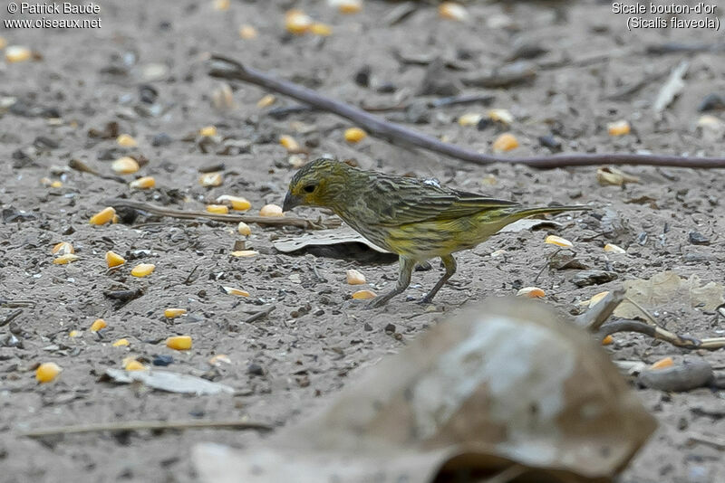 Saffron Finch female adult