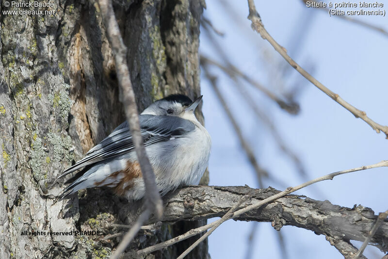 White-breasted Nuthatch male adult, identification