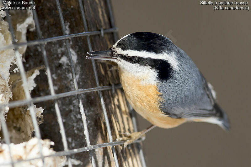 Red-breasted Nuthatchadult, identification