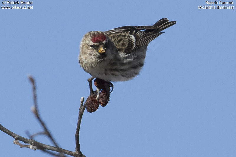 Common Redpoll female adult, identification