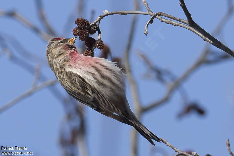 Common Redpoll male adult, feeding habits