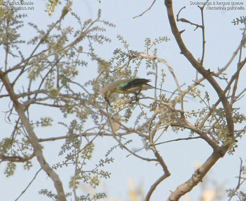 Beautiful Sunbird male