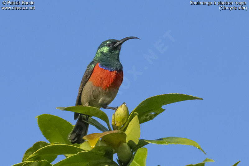 Greater Double-collared Sunbird male adult