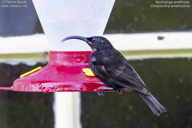 Amethyst Sunbird male adult