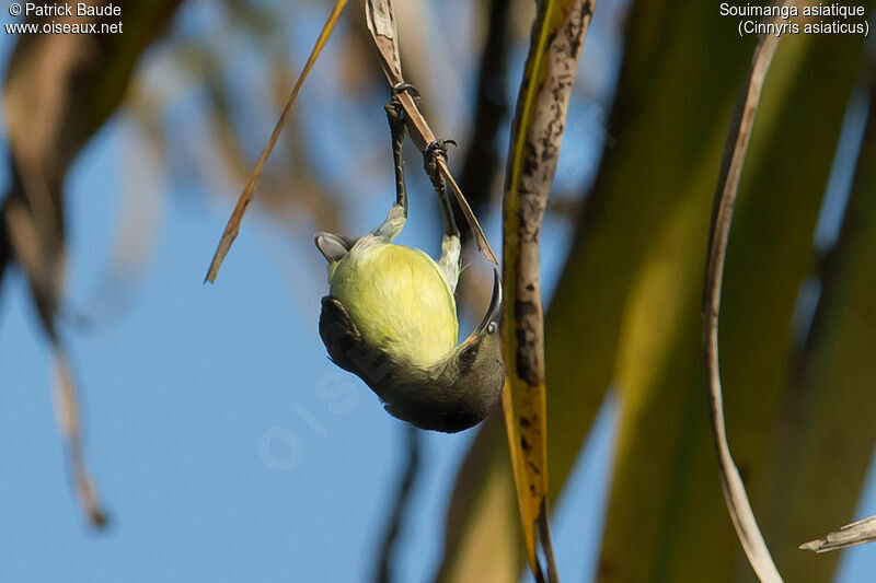 Souimanga asiatiqueadulte, identification