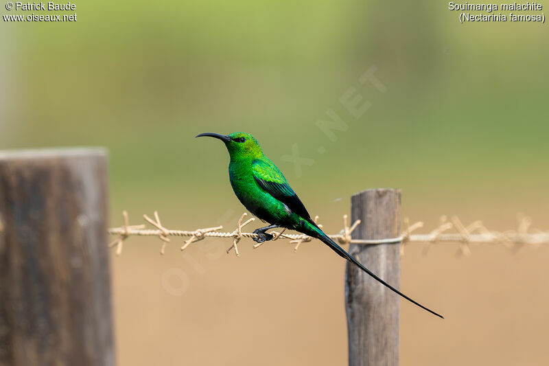 Souimanga malachite mâle adulte