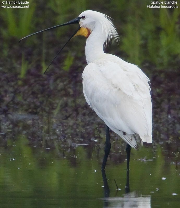 Eurasian Spoonbilladult breeding, identification