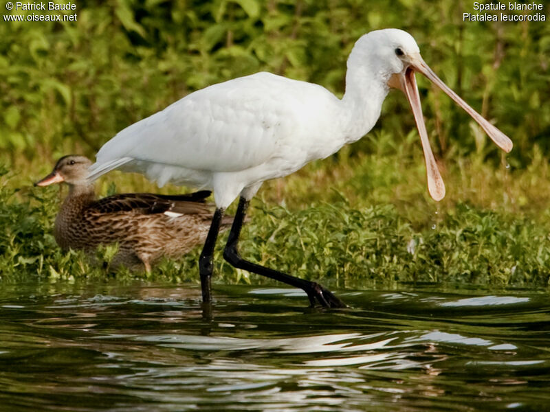 Eurasian Spoonbilljuvenile, identification