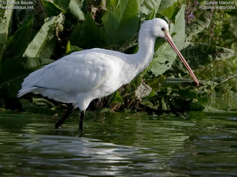 Eurasian Spoonbilljuvenile, identification