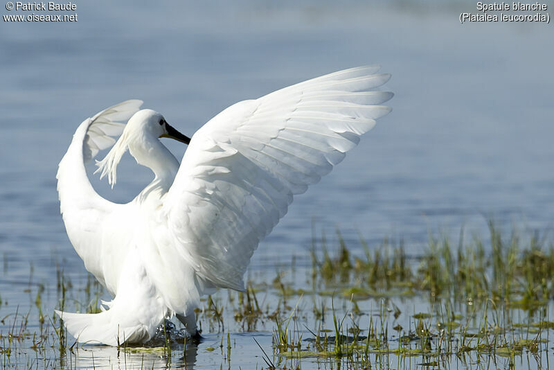 Eurasian Spoonbill male, identification