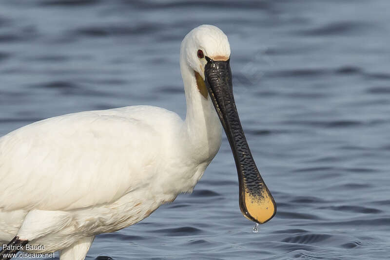 Eurasian Spoonbilladult, close-up portrait