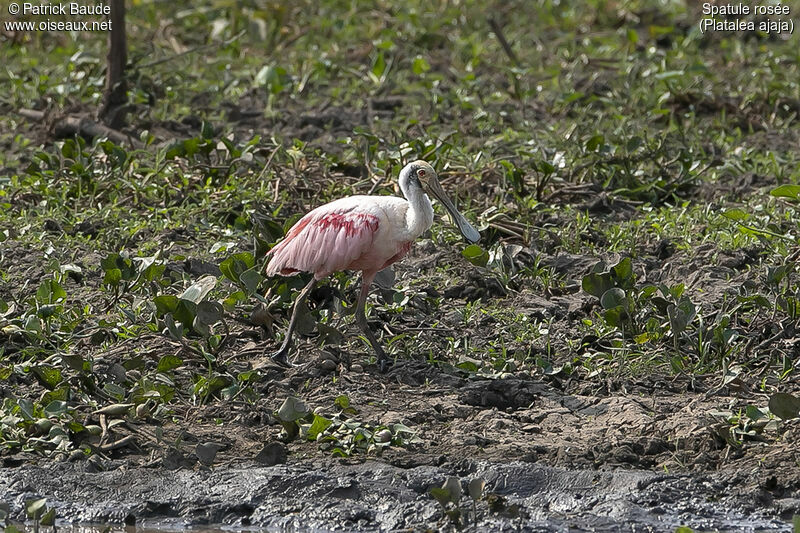 Roseate Spoonbilladult