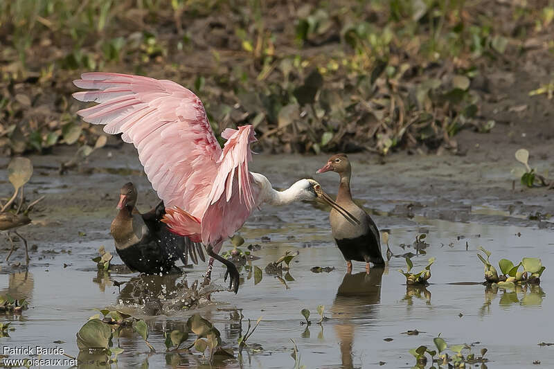 Spatule roséeadulte, habitat, pigmentation, Vol