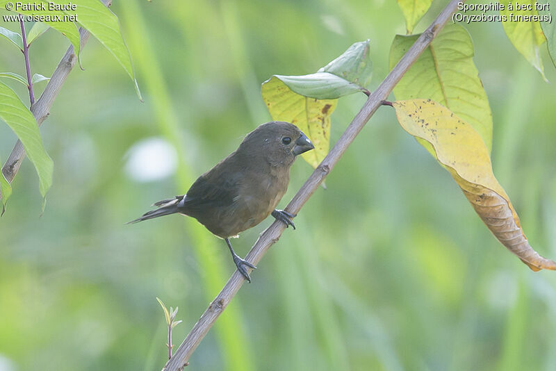 Thick-billed Seed Finchadult, identification