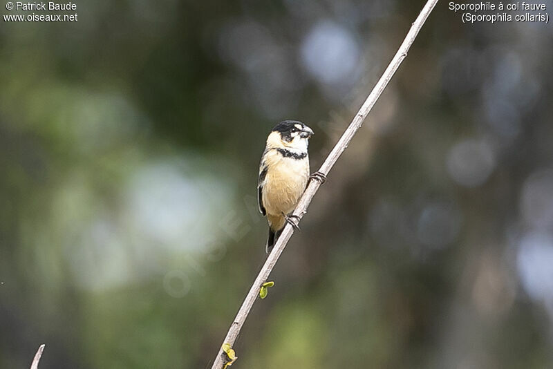 Rusty-collared Seedeateradult