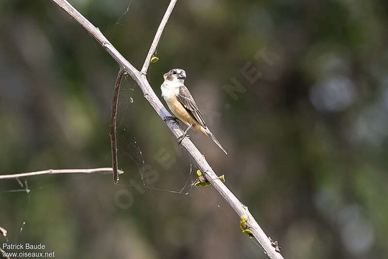 Rusty-collared Seedeater female adult, identification