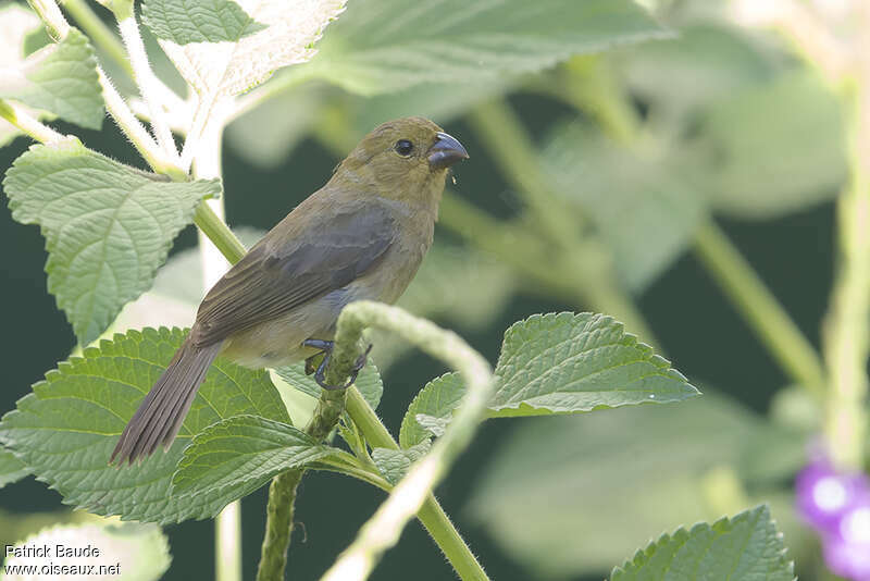 Variable Seedeater female adult, identification