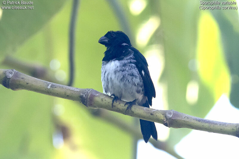 Variable Seedeater male adult, identification