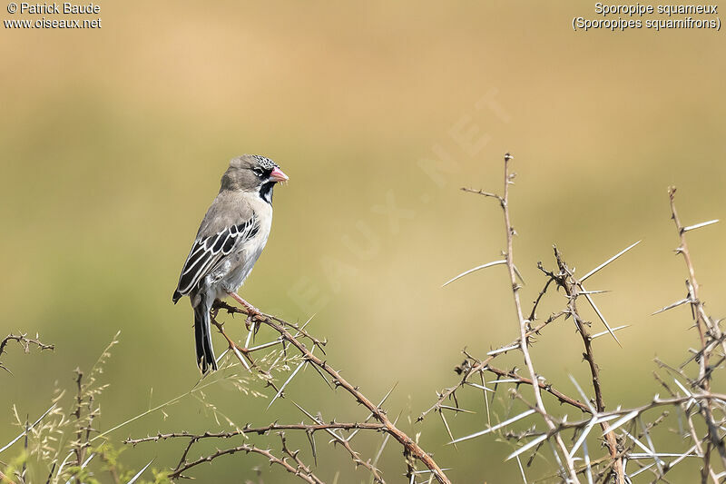 Scaly-feathered Weaveradult