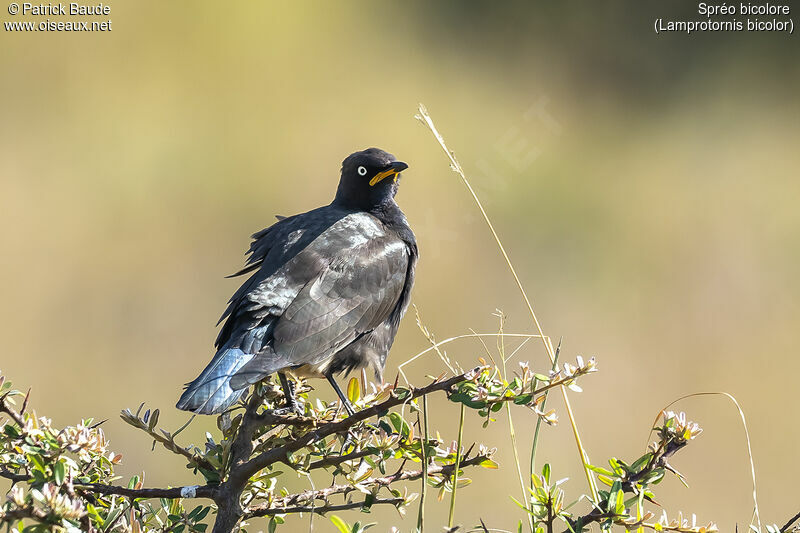 Pied Starlingadult