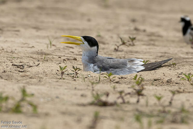 Large-billed Ternadult, Reproduction-nesting