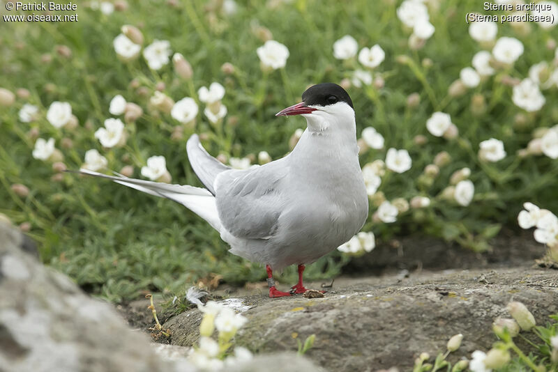 Arctic Ternadult breeding, close-up portrait