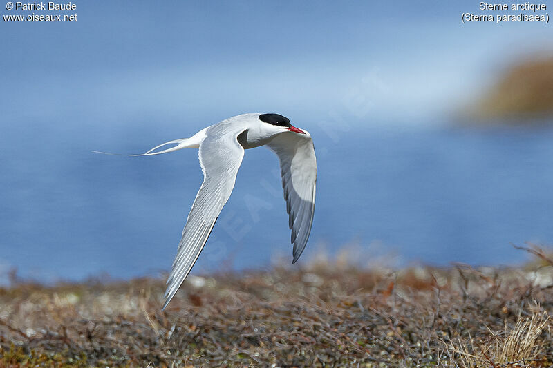 Arctic Ternadult, Flight