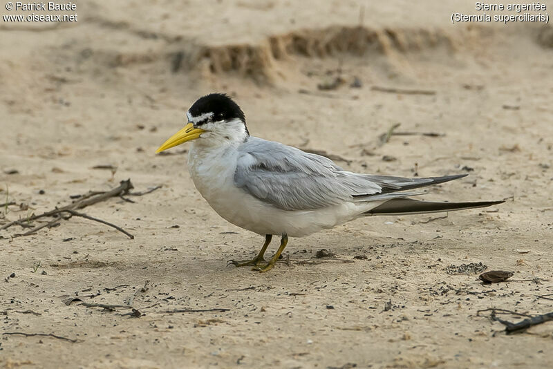 Yellow-billed Ternadult