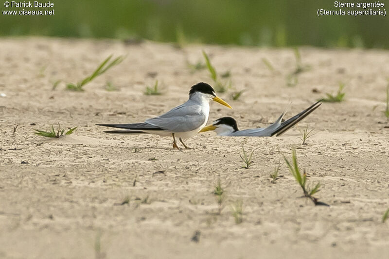 Yellow-billed Ternadult