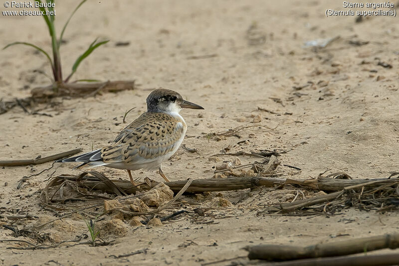 Sterne argentéejuvénile, identification